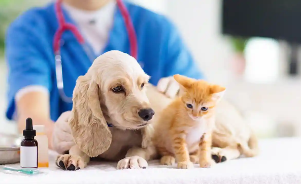 vet near me