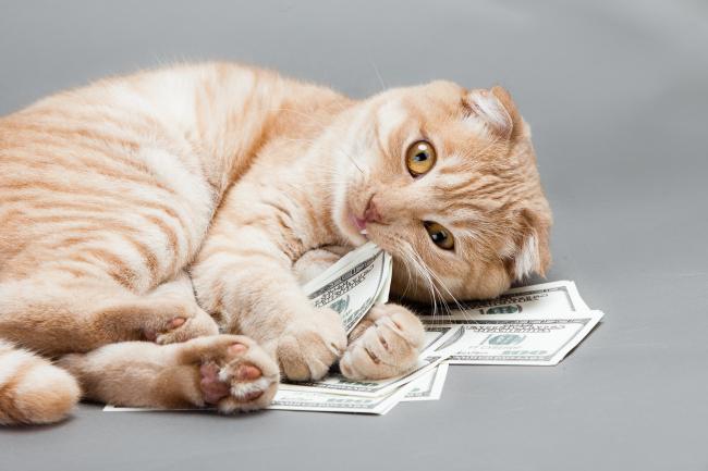 How to Save Yourself Money on Pet Care